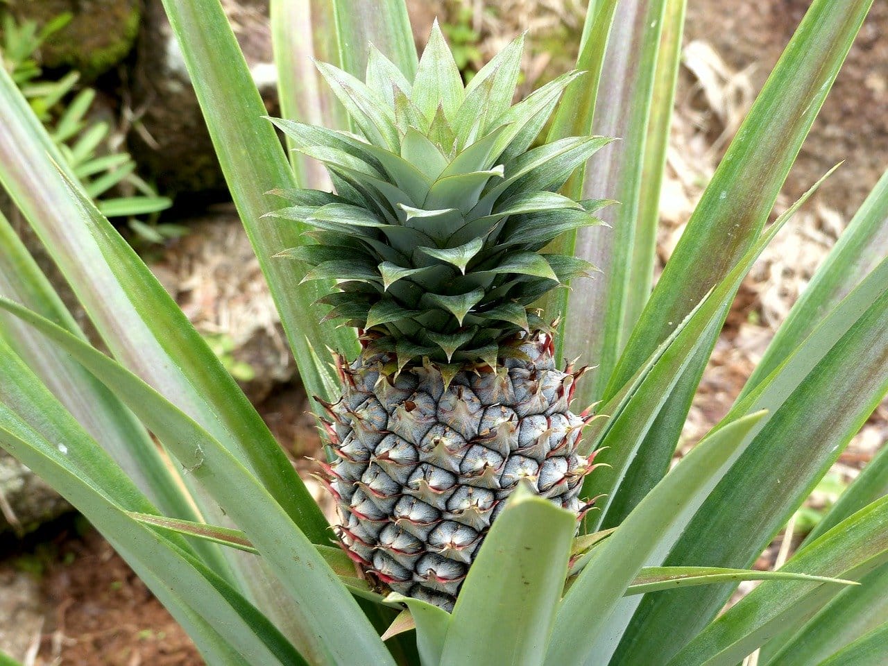 ananas