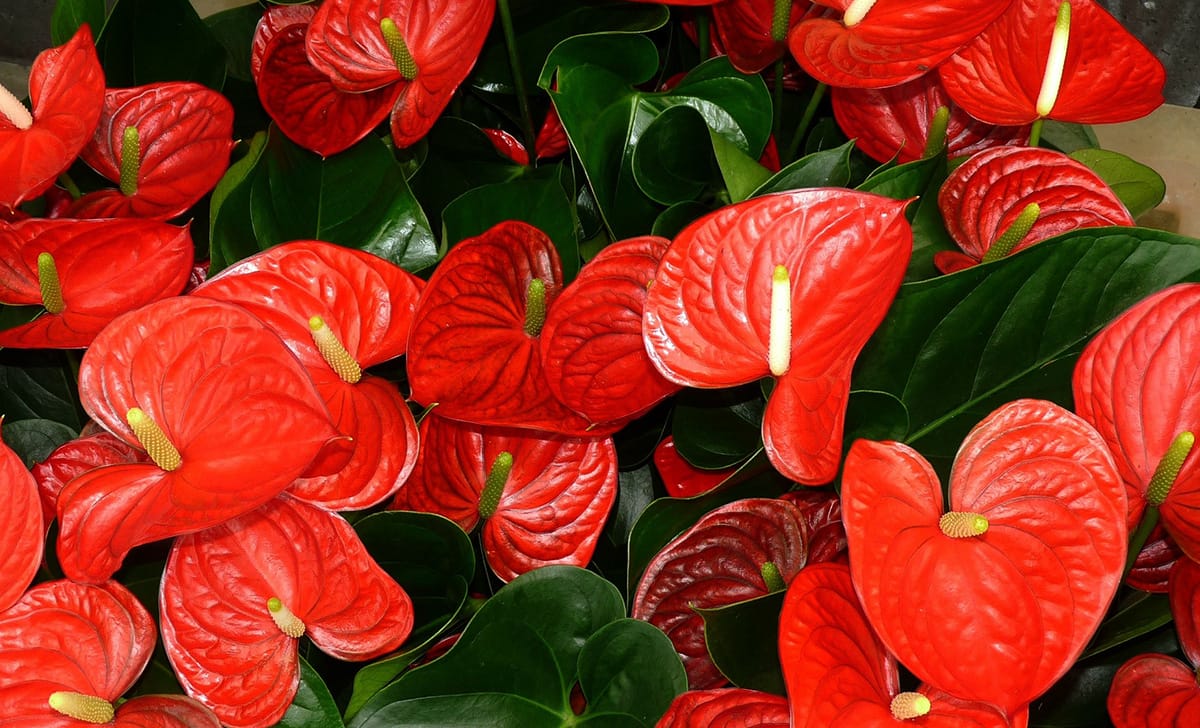 anthurium