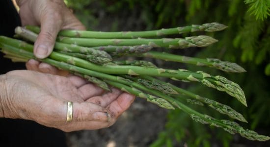 asparagi