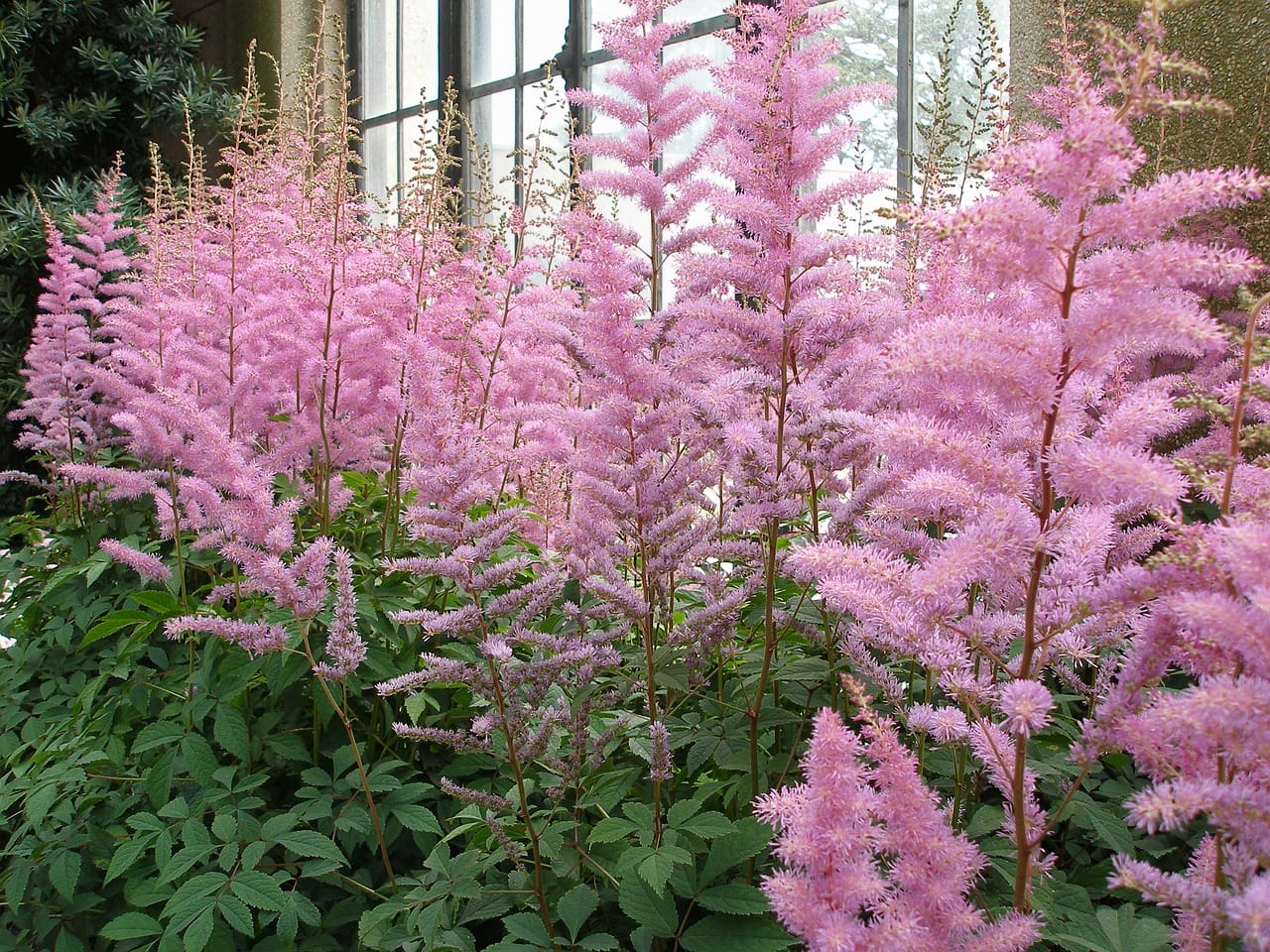 astilbe