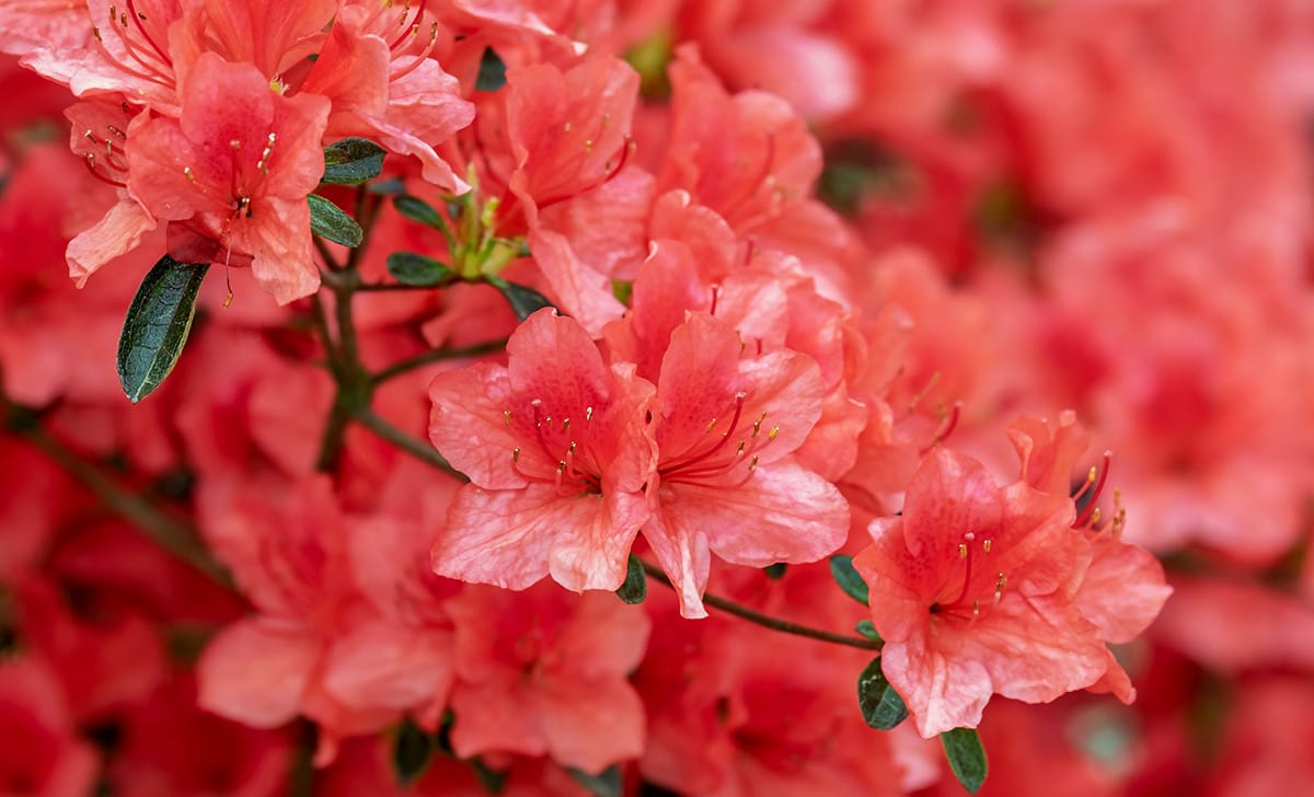 azalea