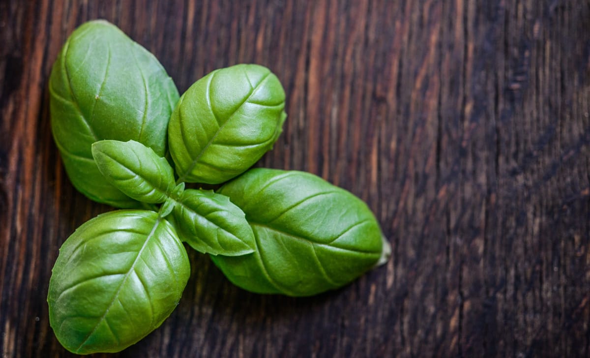 basilico