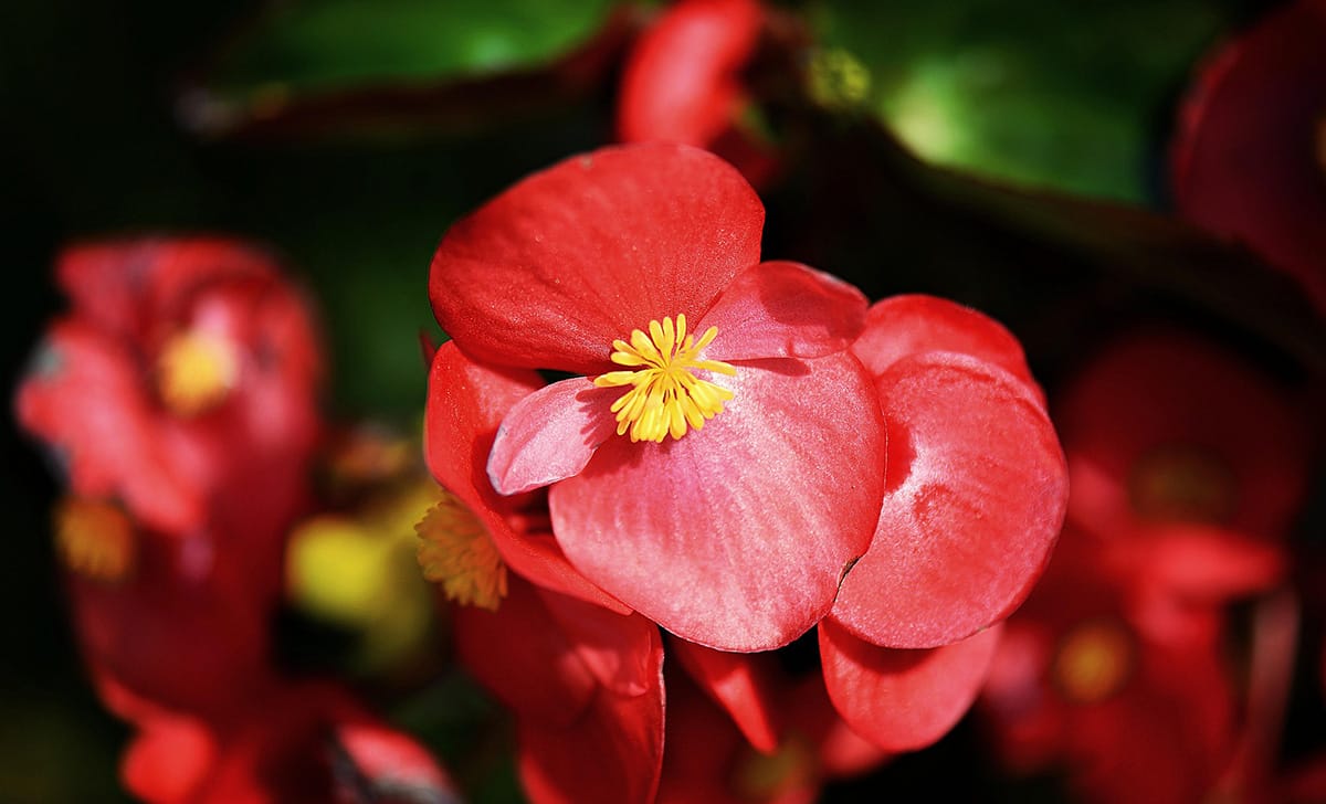 begonia