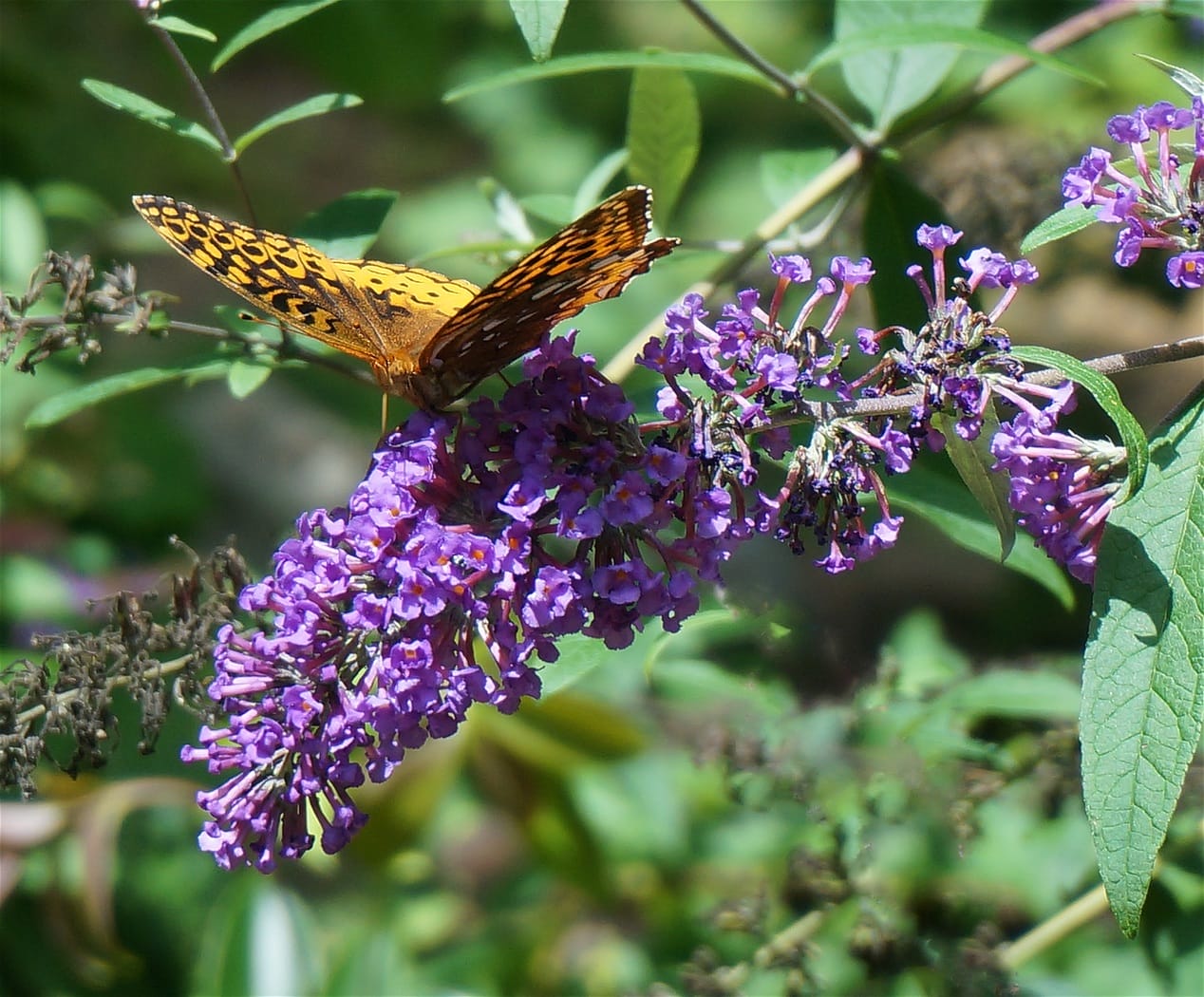 buddleia