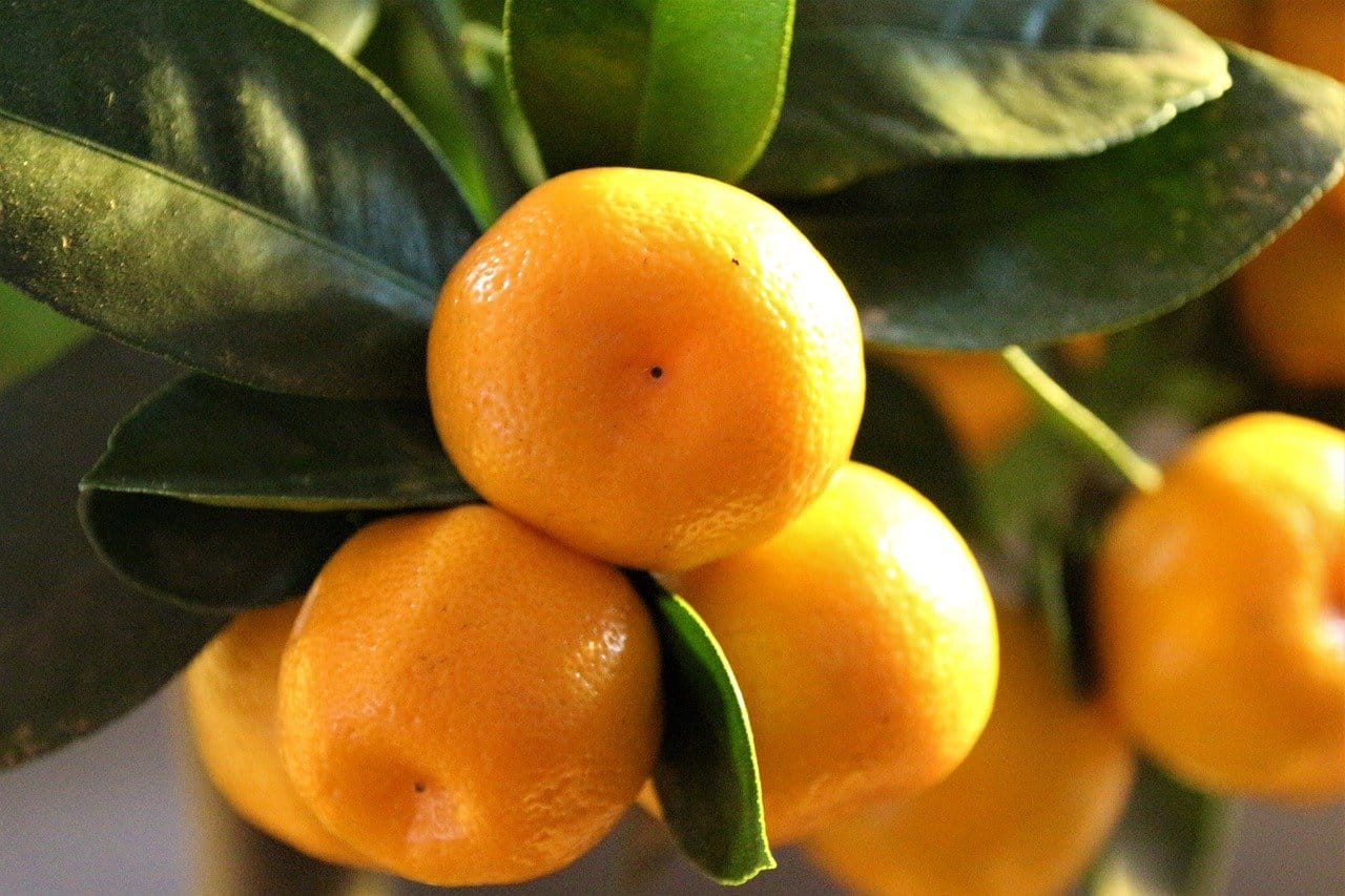 citrus mitis