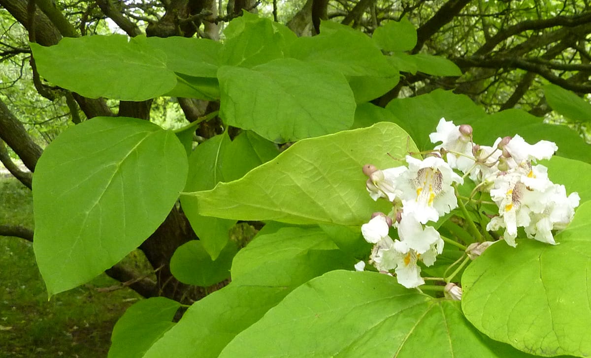 catalpa