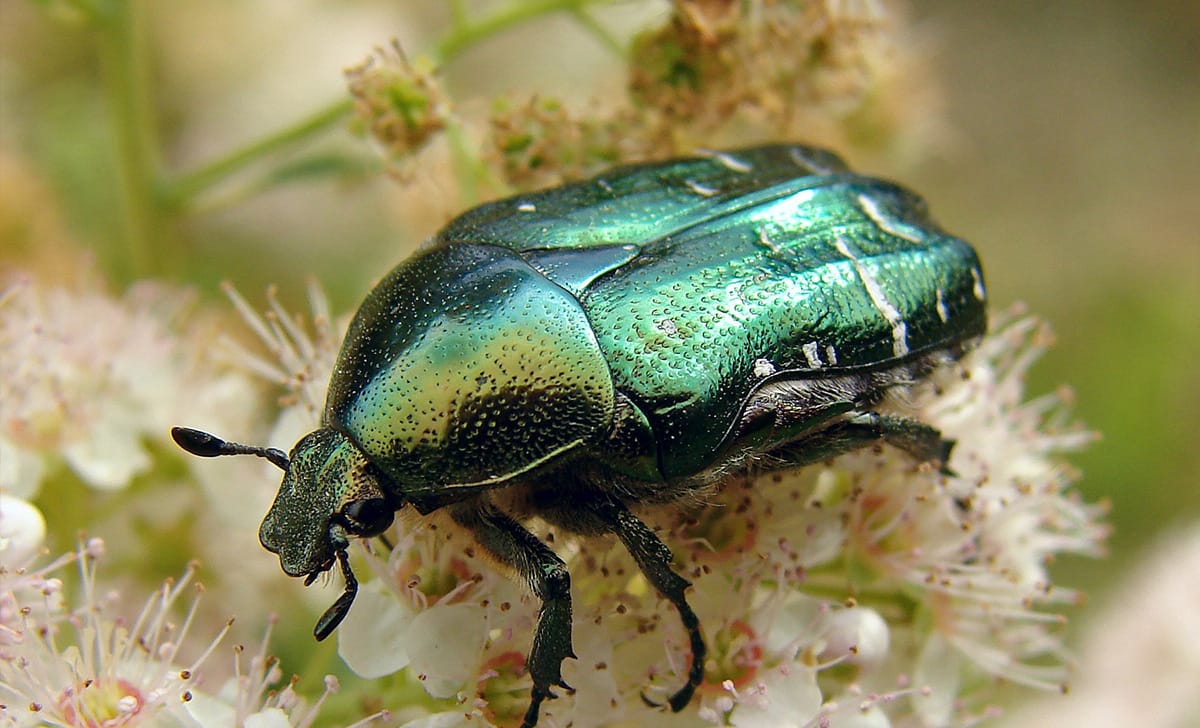 cetonia aurata