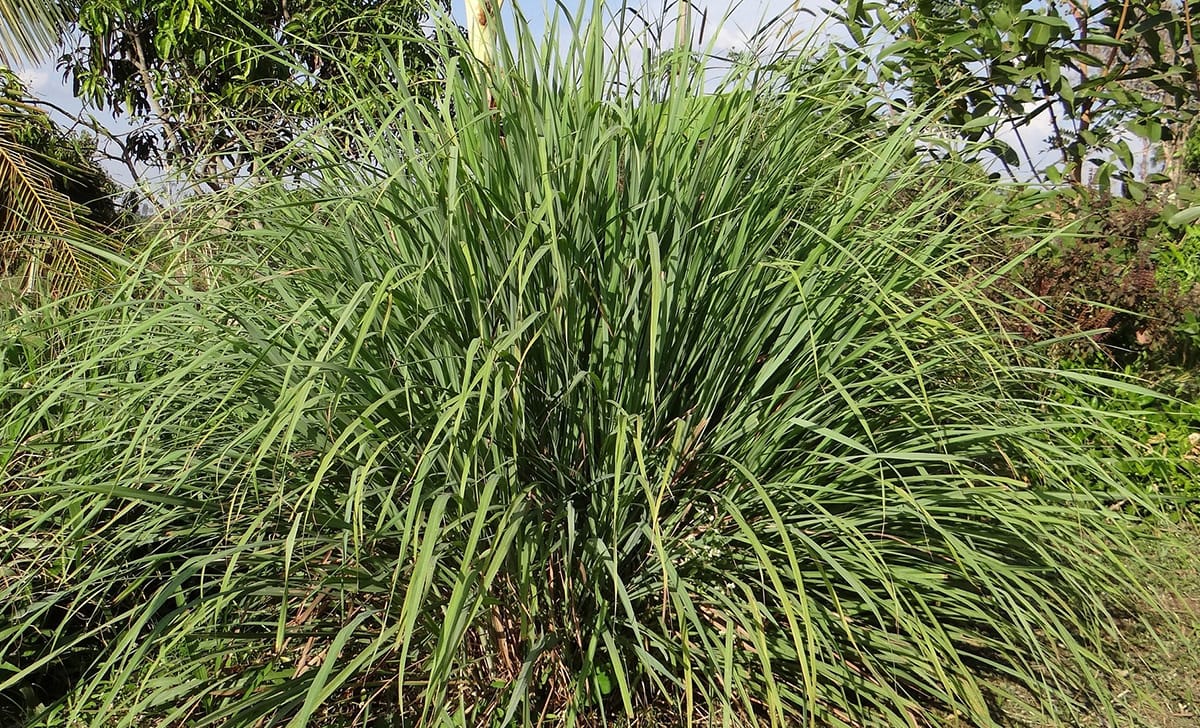 citronella