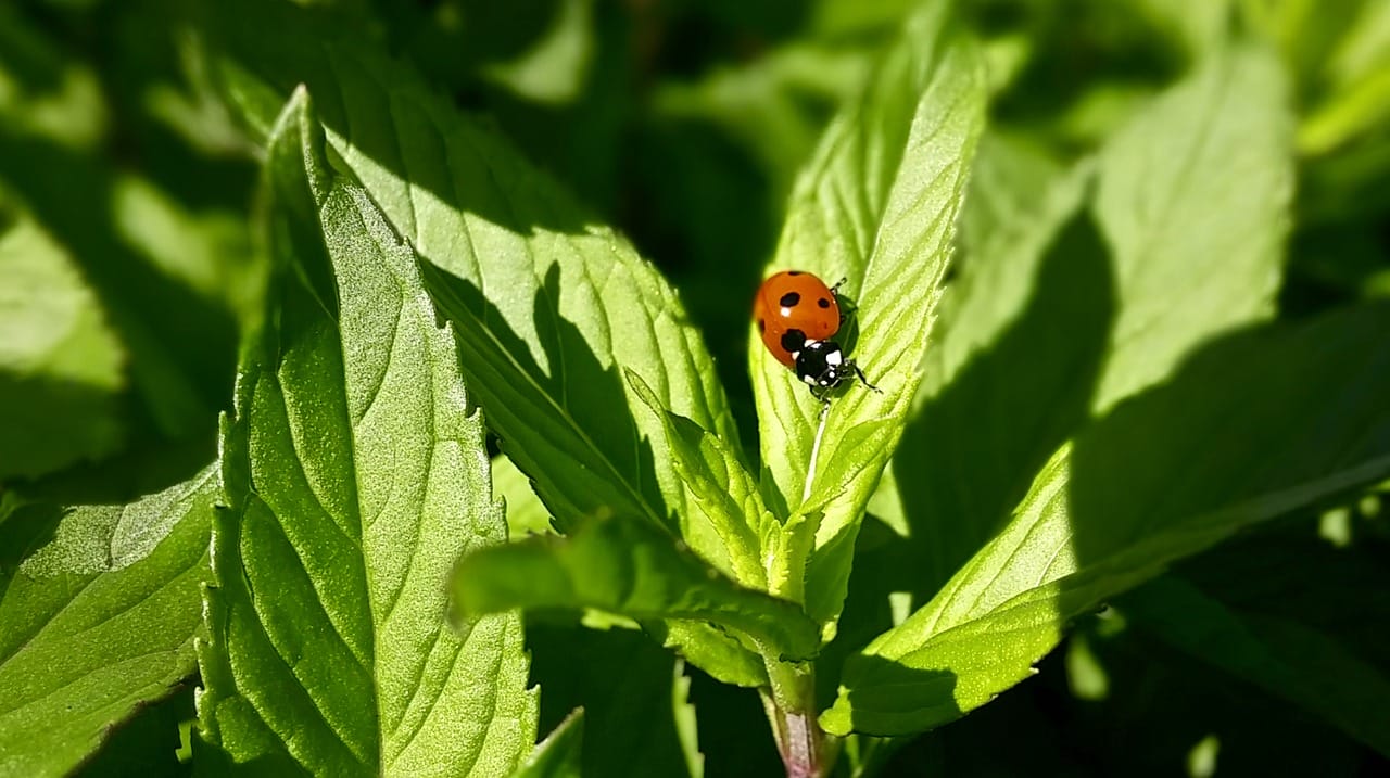 Pochi sanno che per attirare le coccinelle nell orto basta solo 1