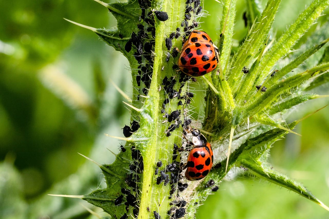 Come difenderci dall invasione di questi insetti anche se sono