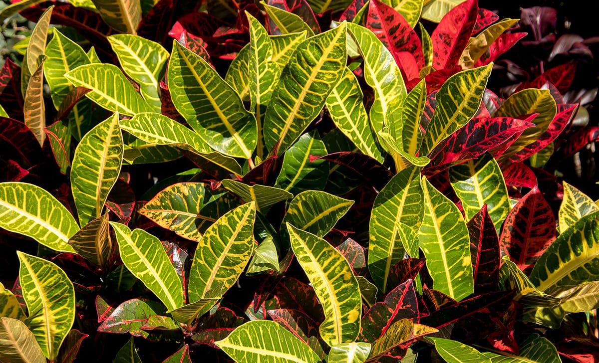 croton