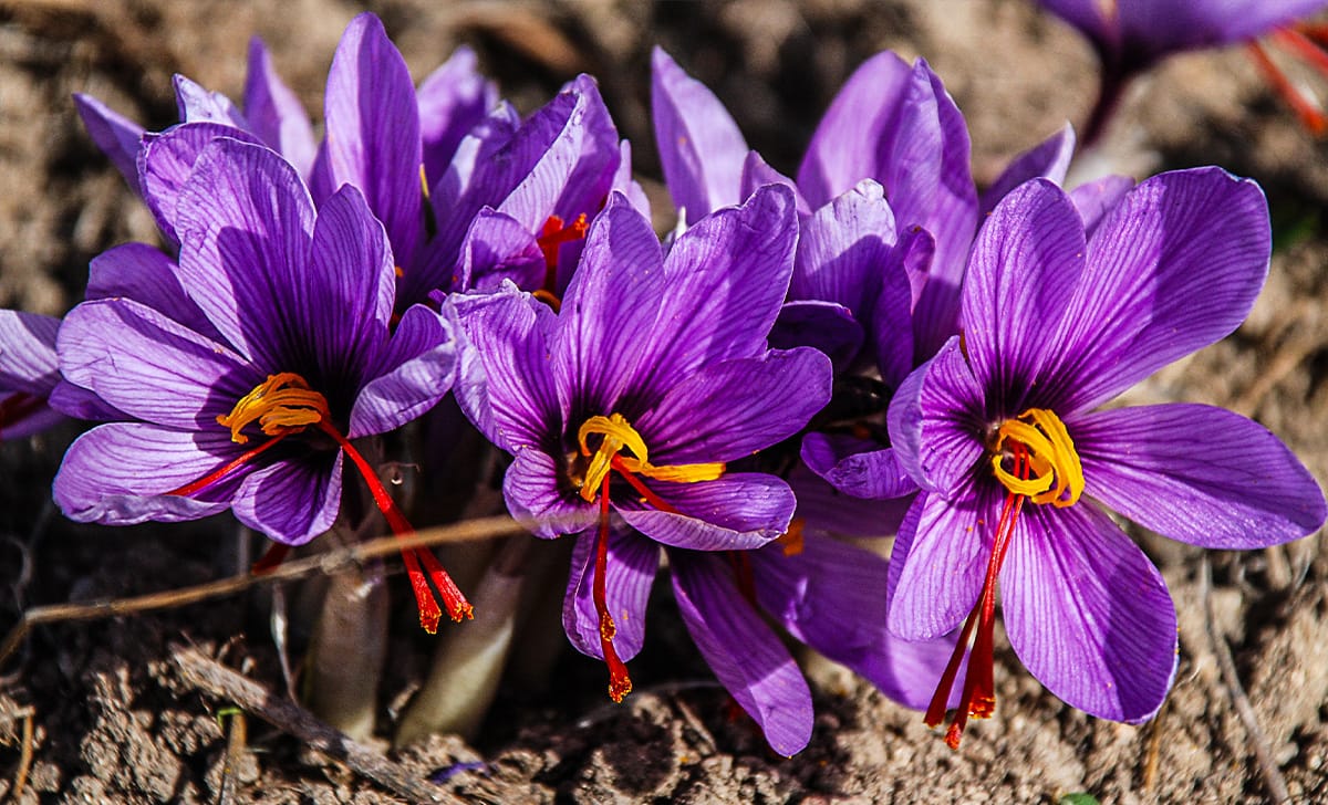 fiori di zafferano