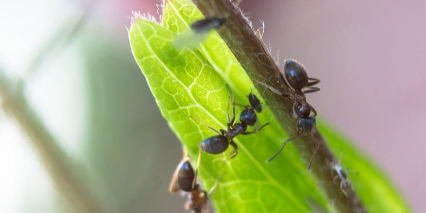 piante formiche