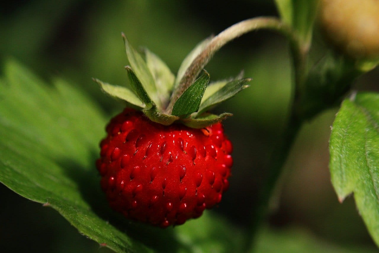 fragole