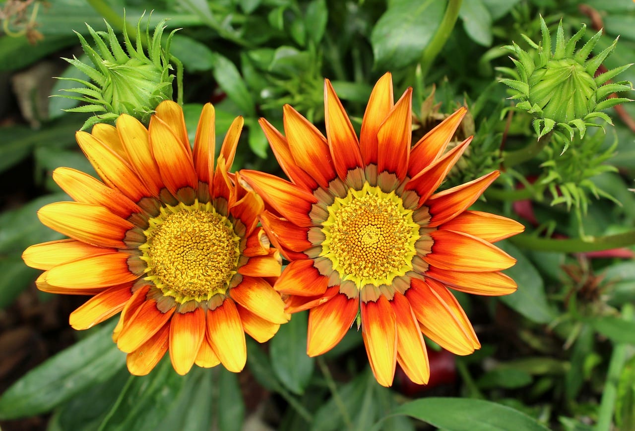 gazania