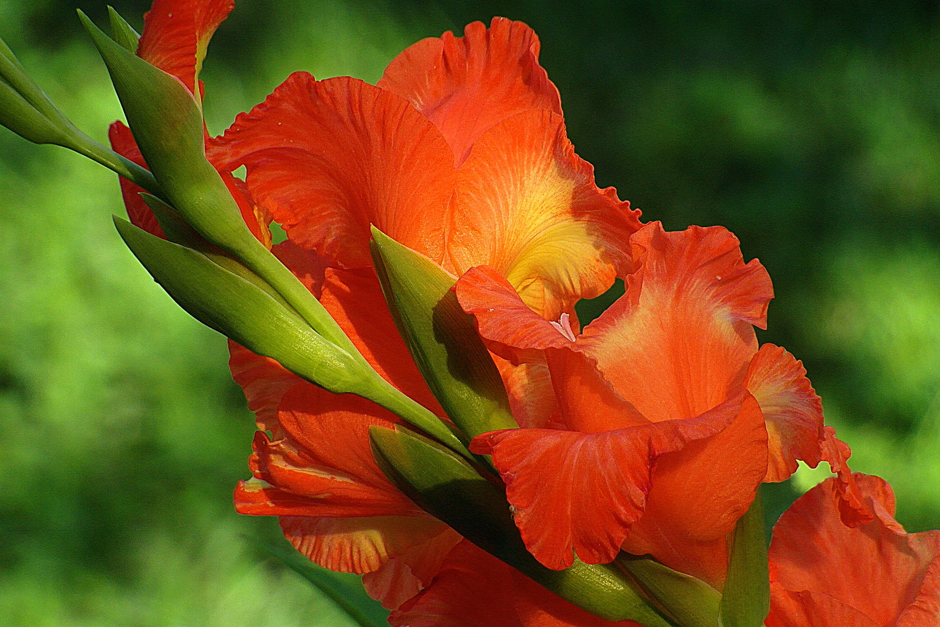 gladioli