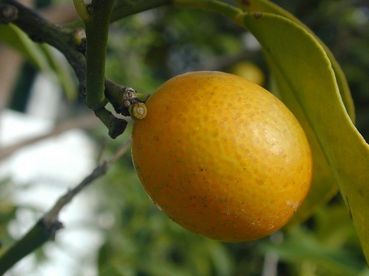 kumquat