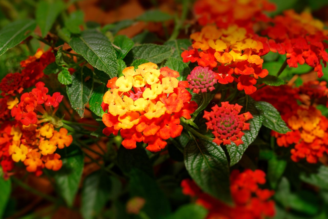 lantana
