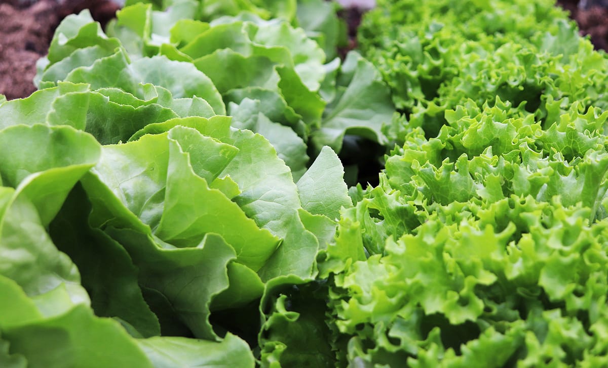 lattuga