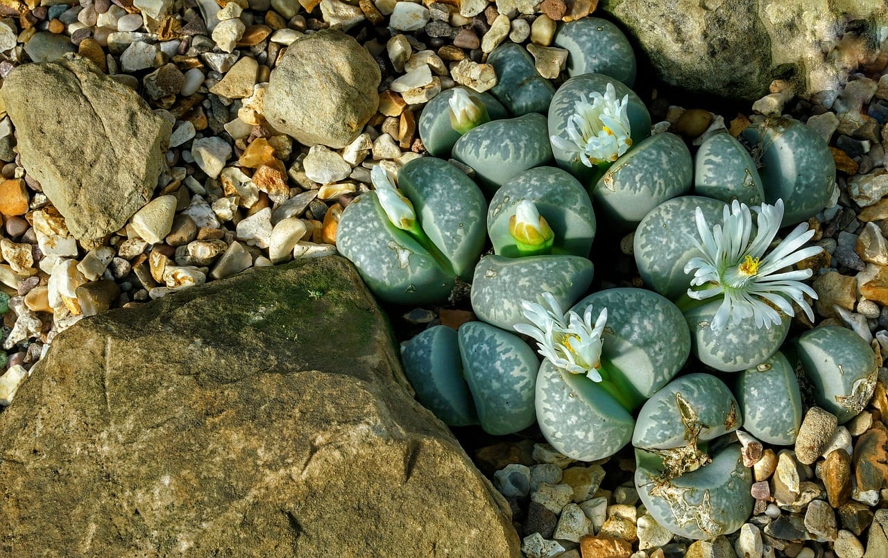 lithops