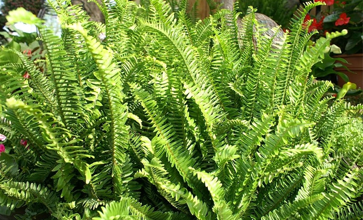 nephrolepis obliterata