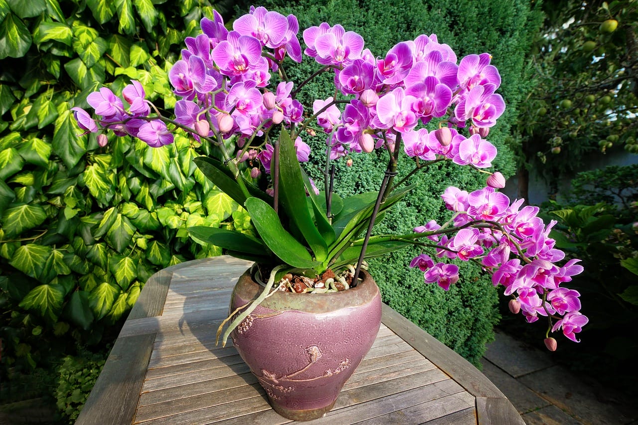 orchidee