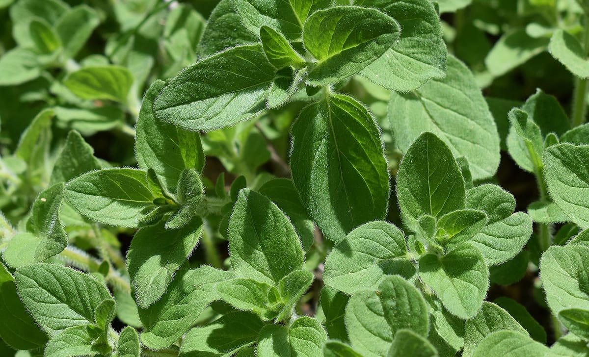 origano