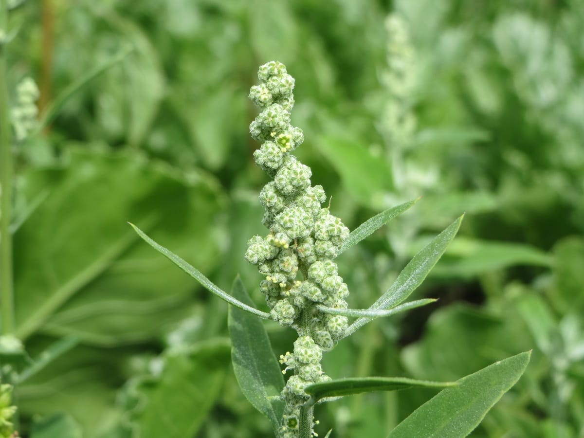 pianta chenopodium