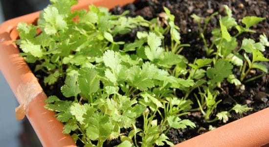 pianta di prezzemolo