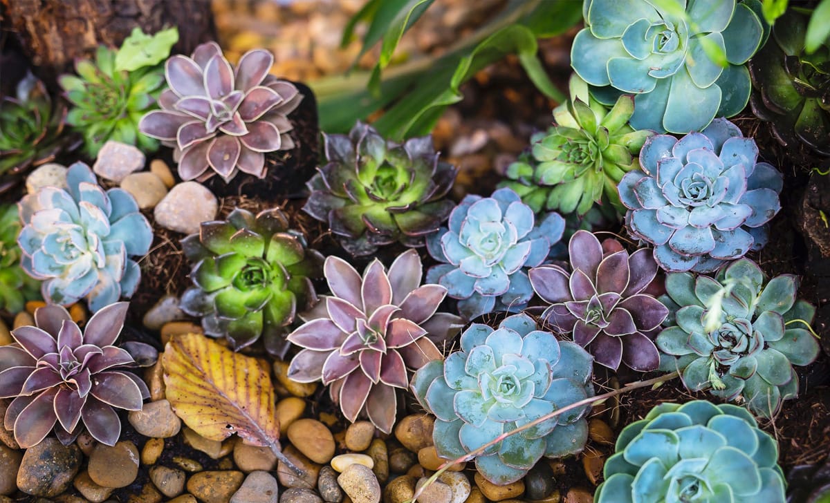 piante grasse colorate