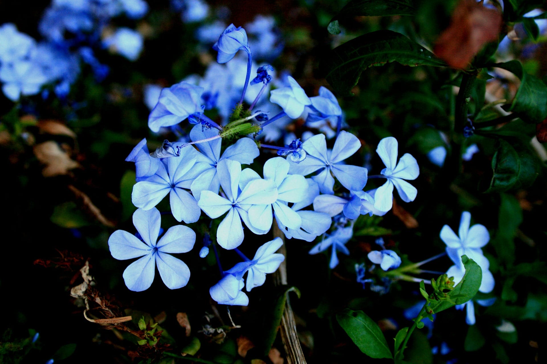 plumbago