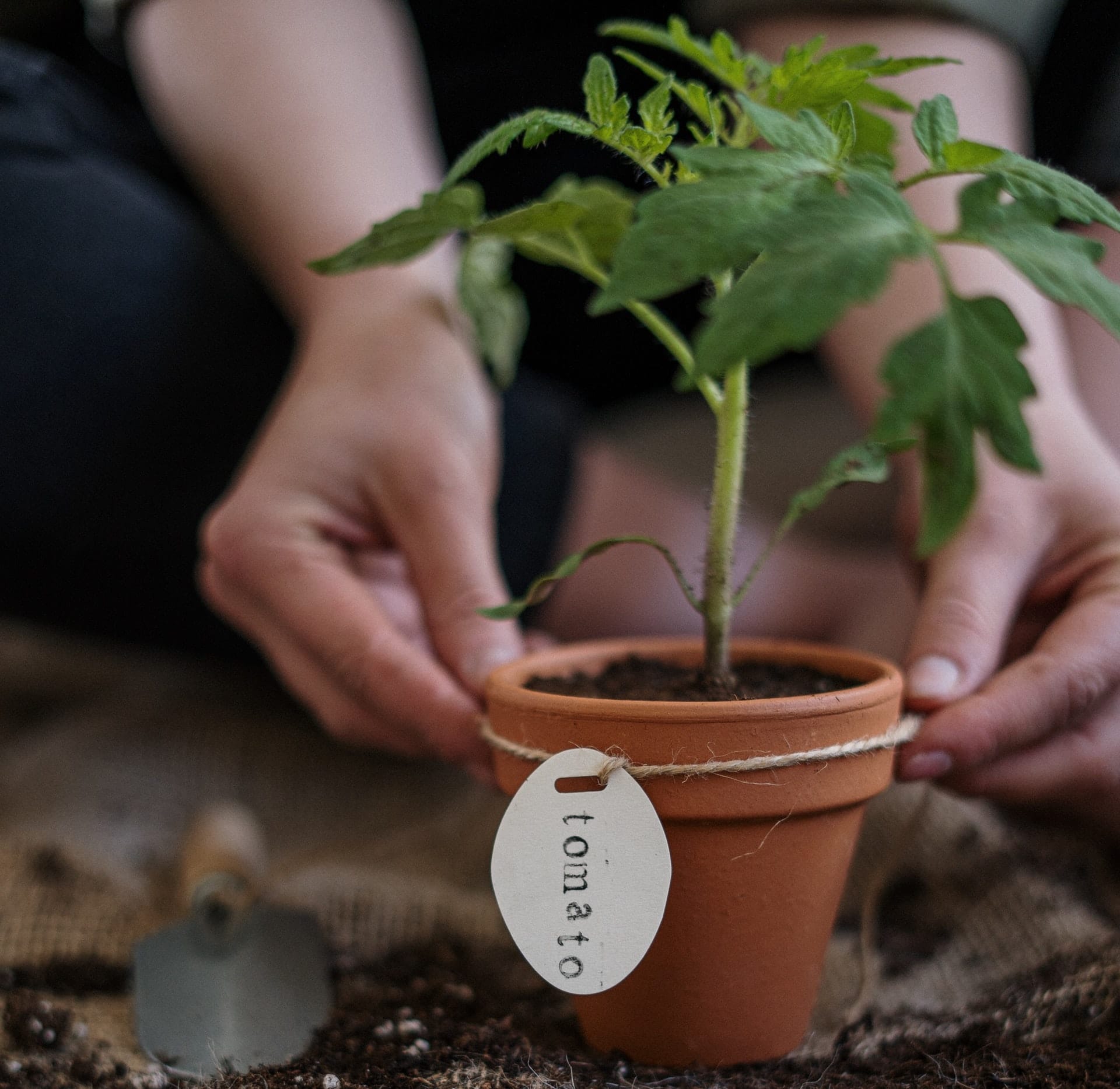 piantina di pomodoro, pianta