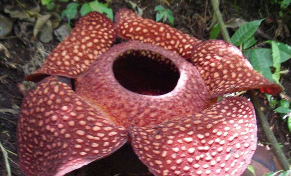 rafflesia arnoldii