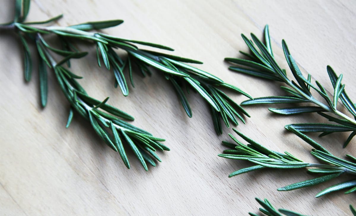 rosmarino