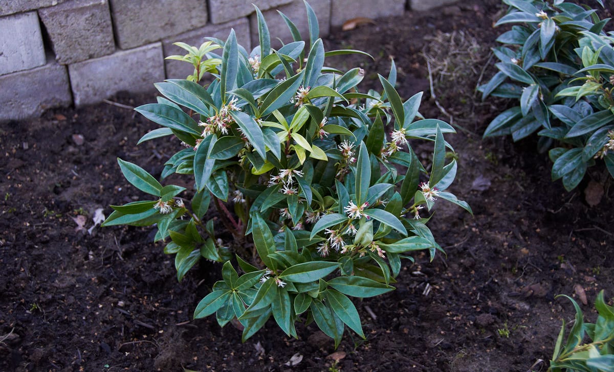 sarcococca