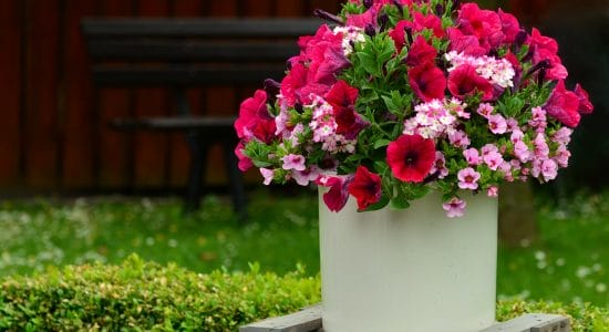 vaso con fiori