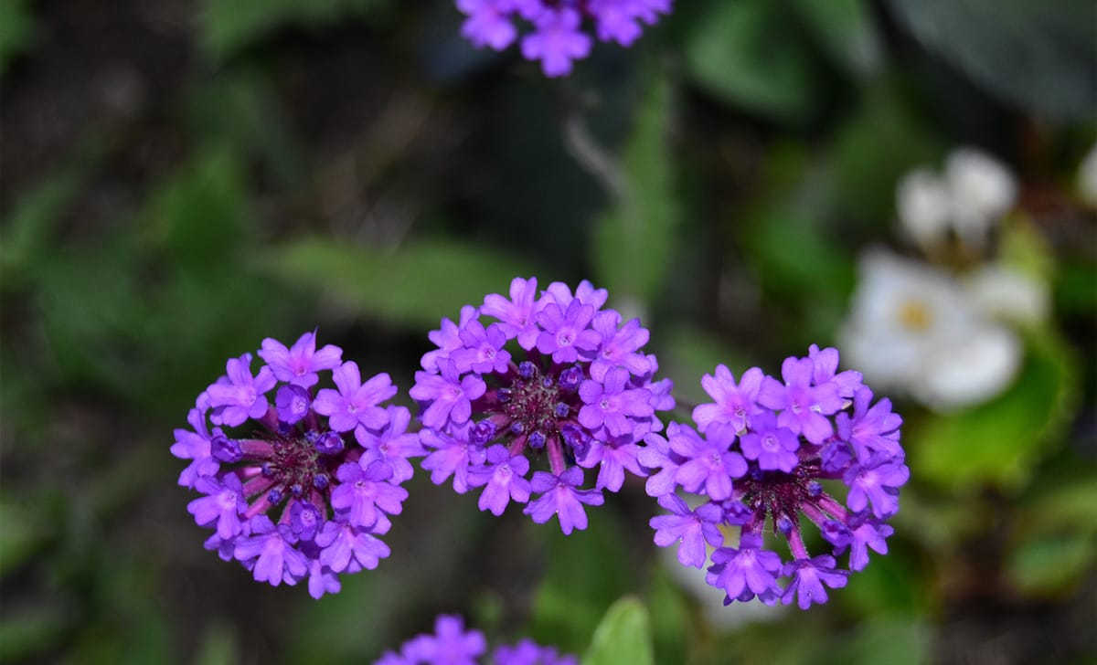verbena