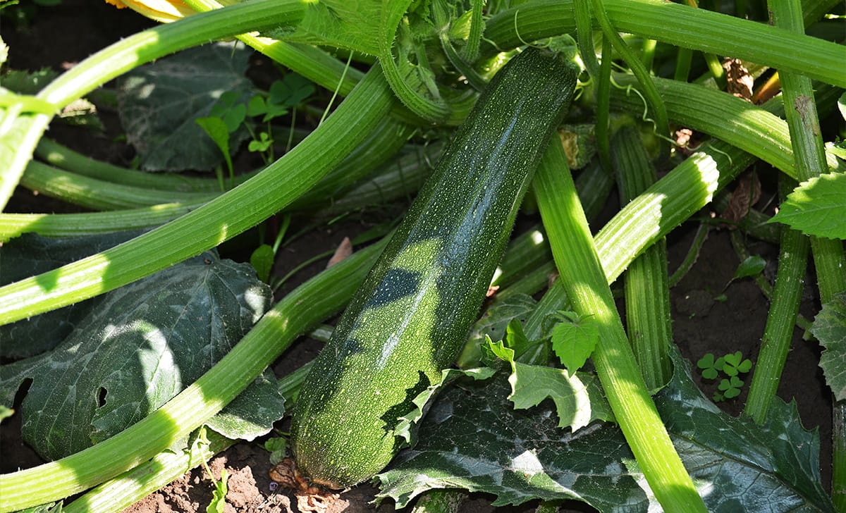 zucchine