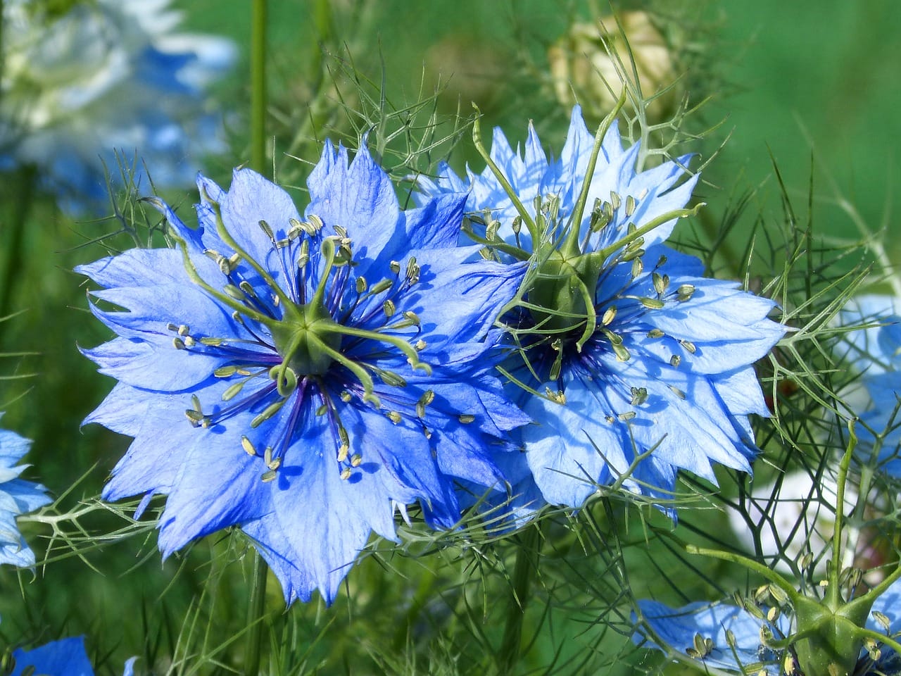 pianta nigella