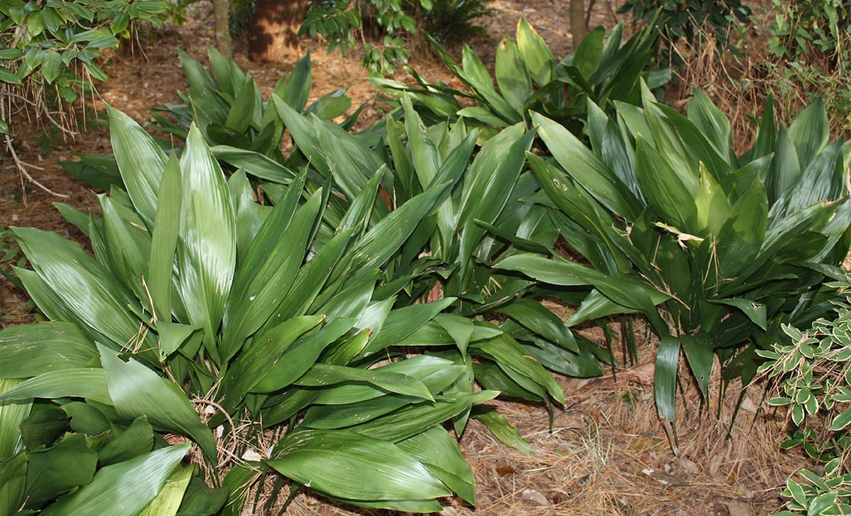 aspidistra