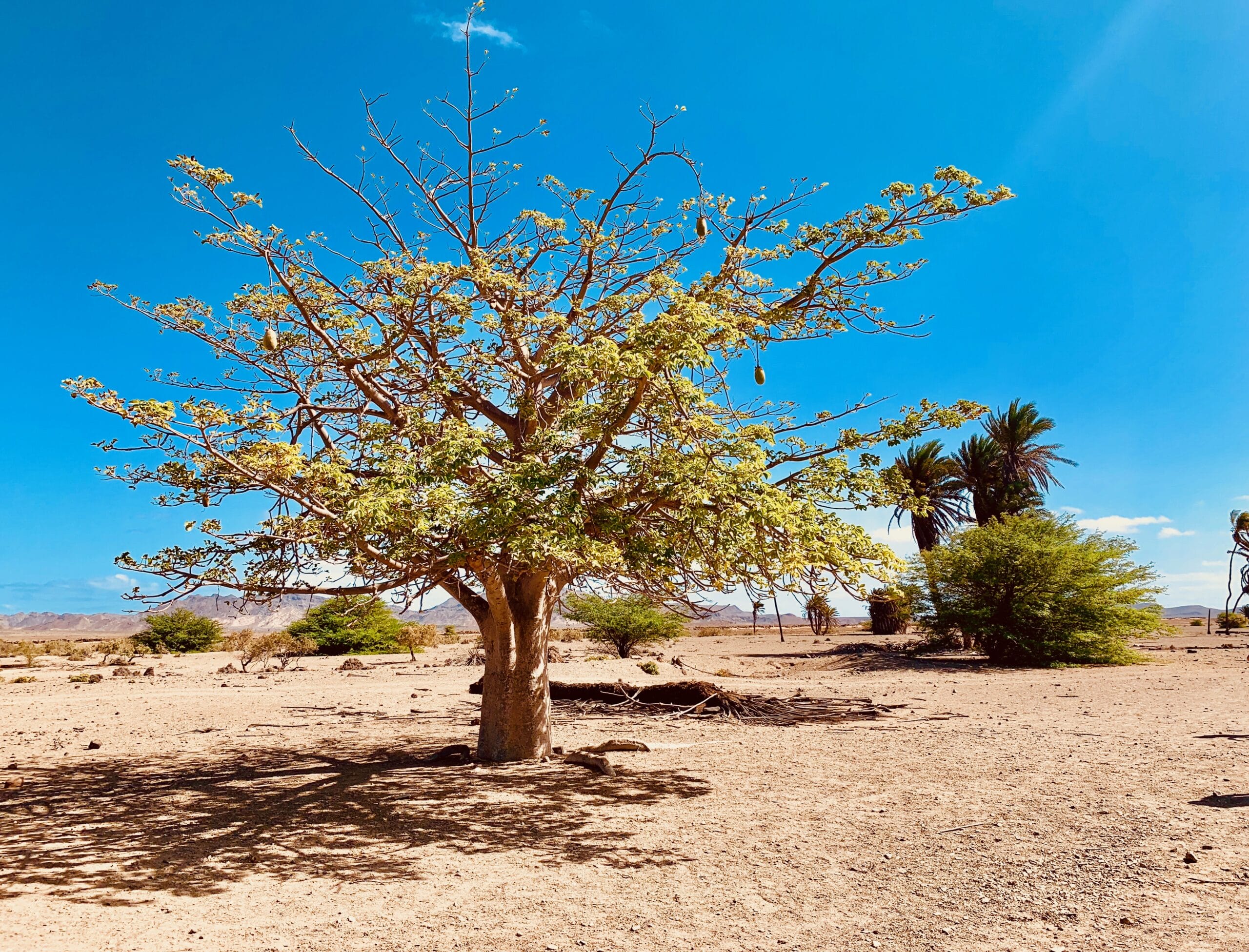 baobab