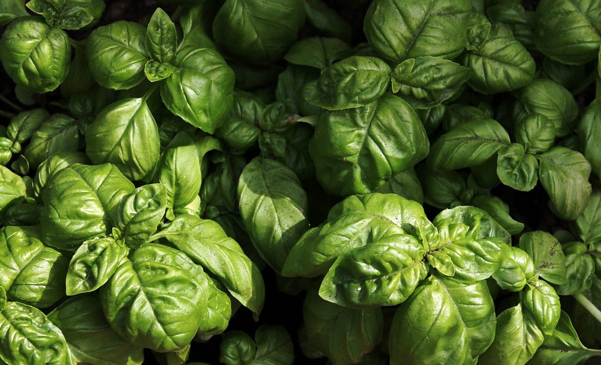 basilico