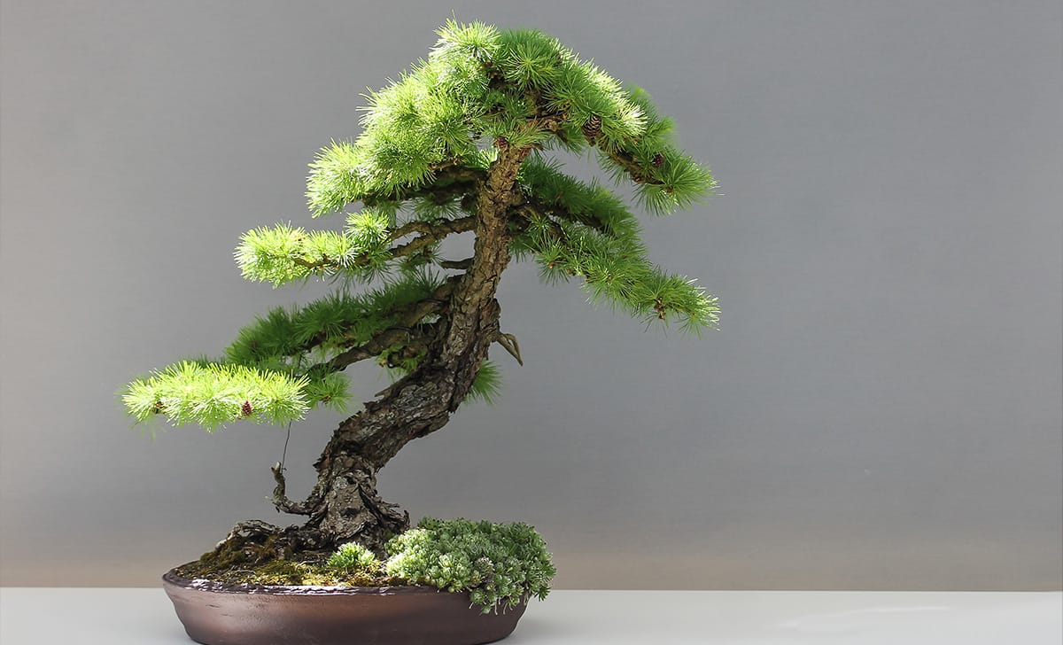 bonsai