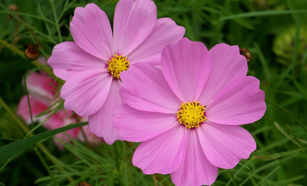 cosmos pianta