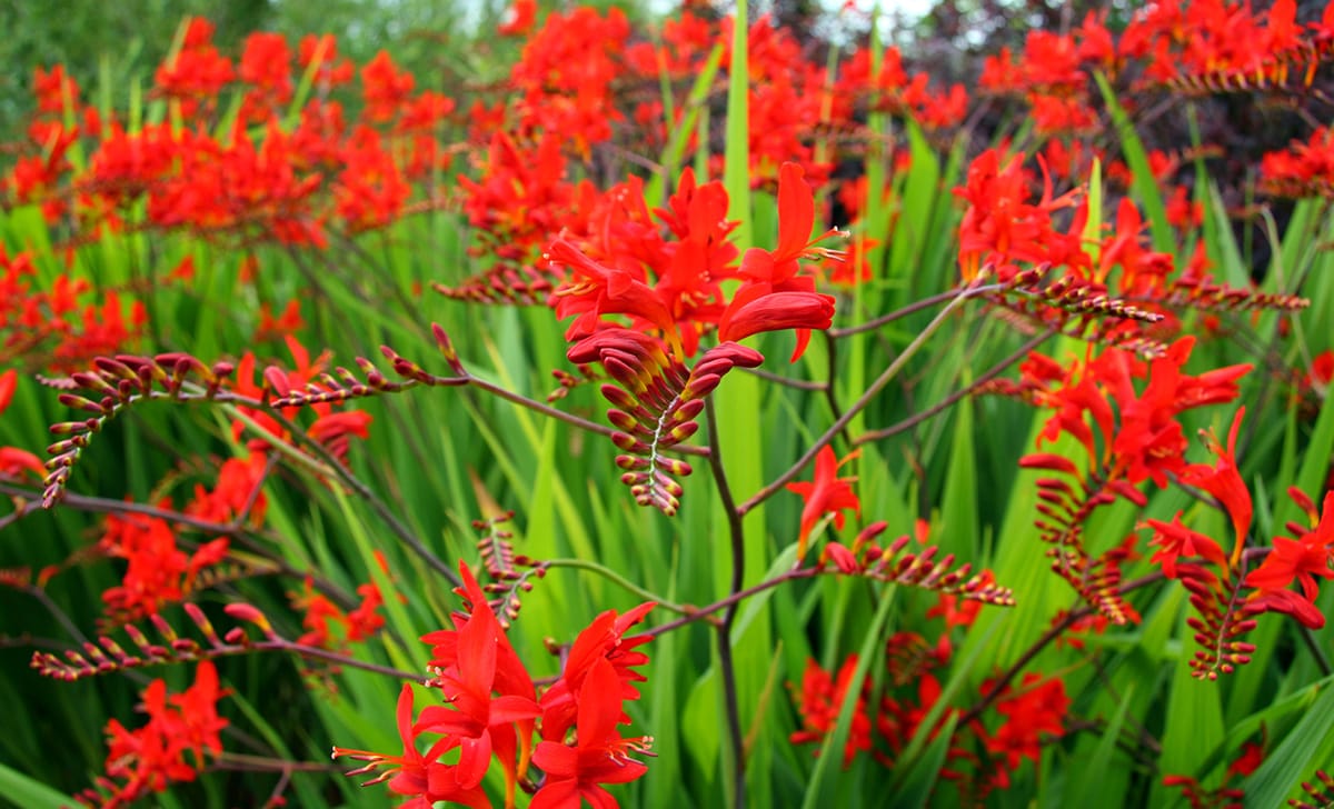 crocosmia