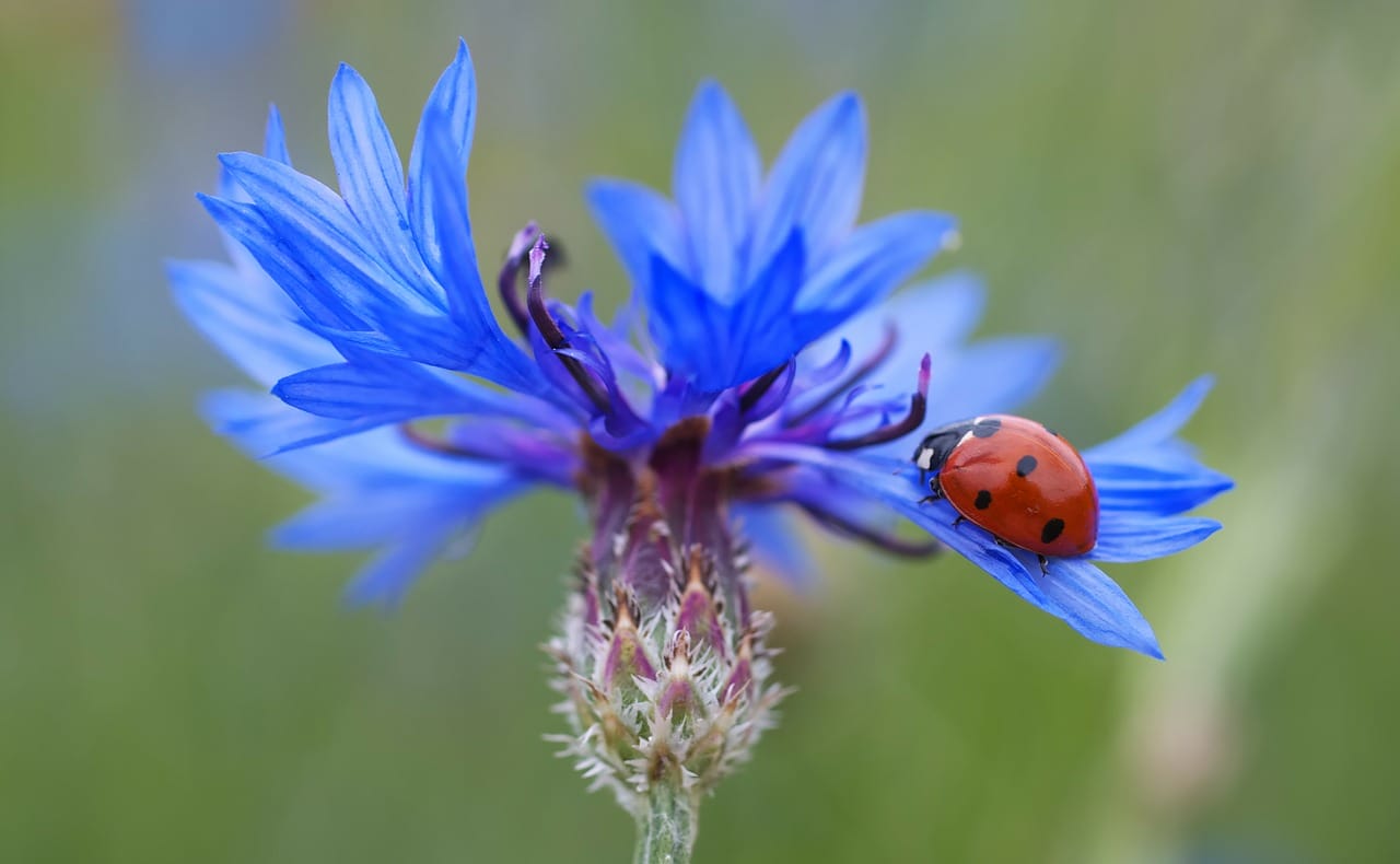 Questi sono i 3 fiori da piantare vicino all orto per attirare le