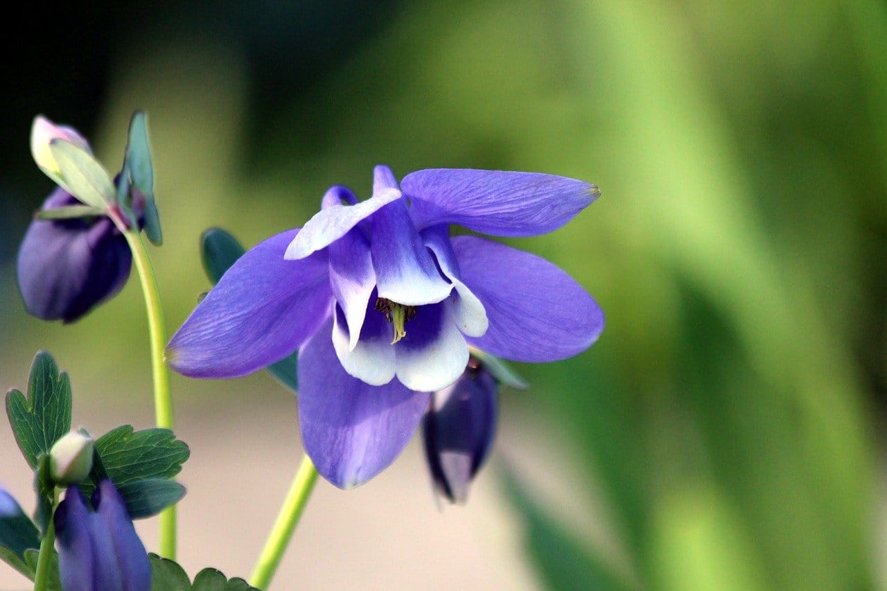 fiori di aquilegia