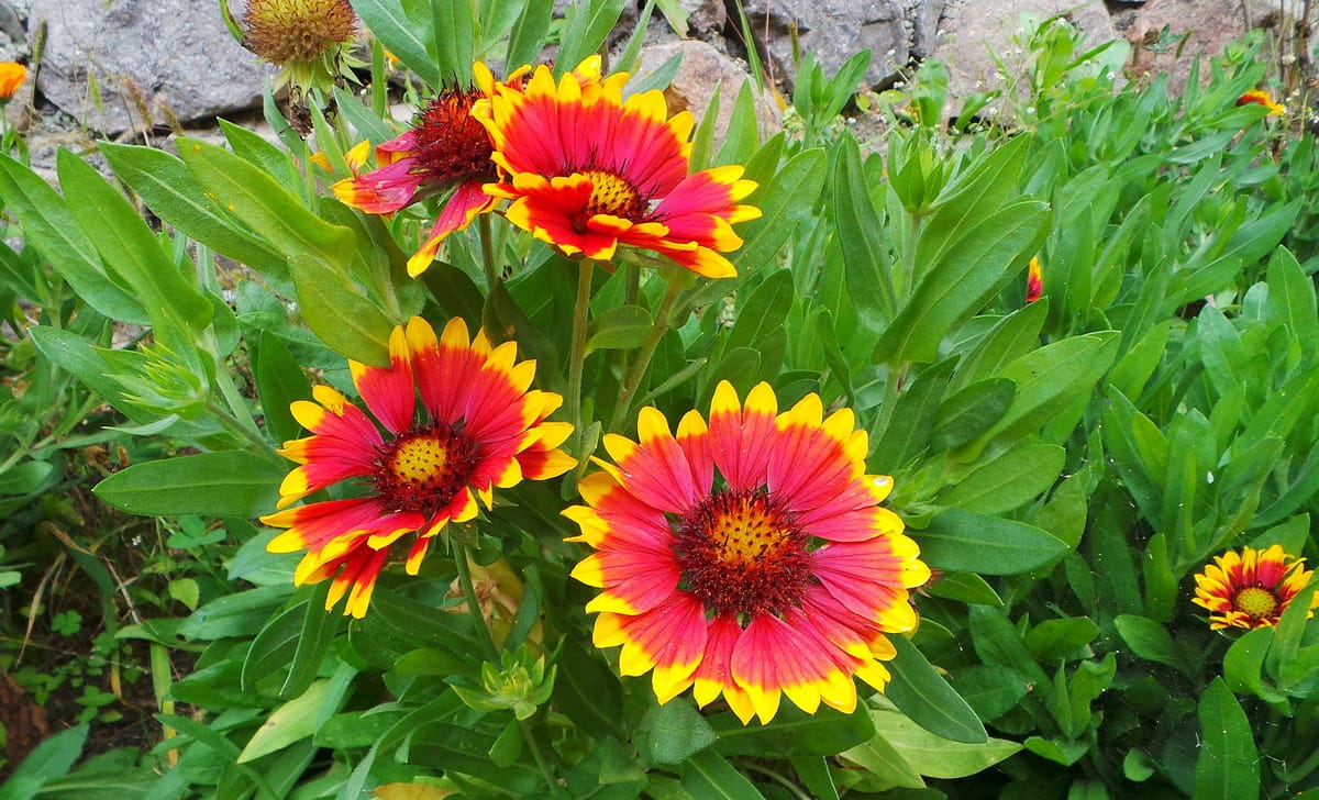 gaillardia