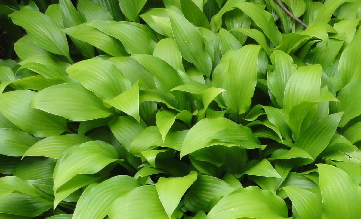 hosta