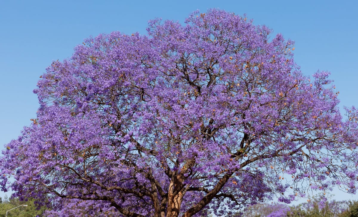 jacaranda